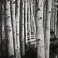 Birch